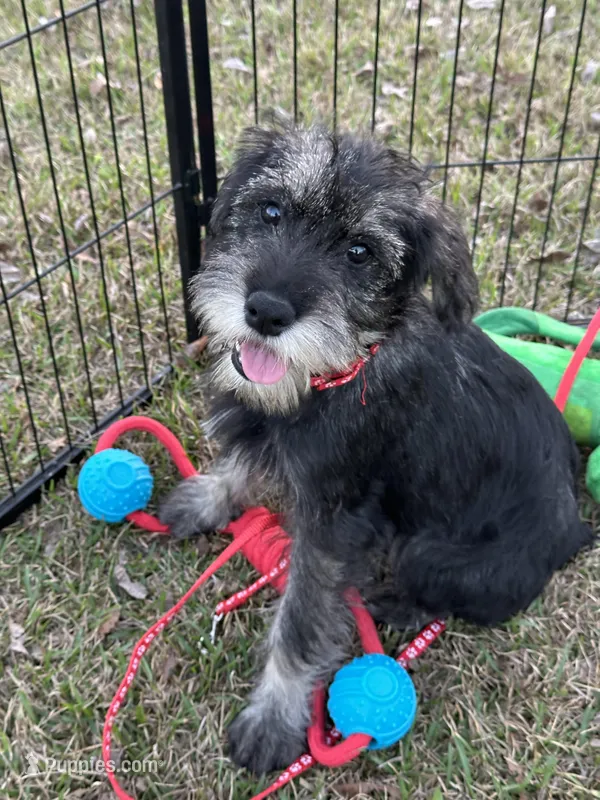 Ruby – Standard Schnauzer puppy for sale in Statesboro, GA