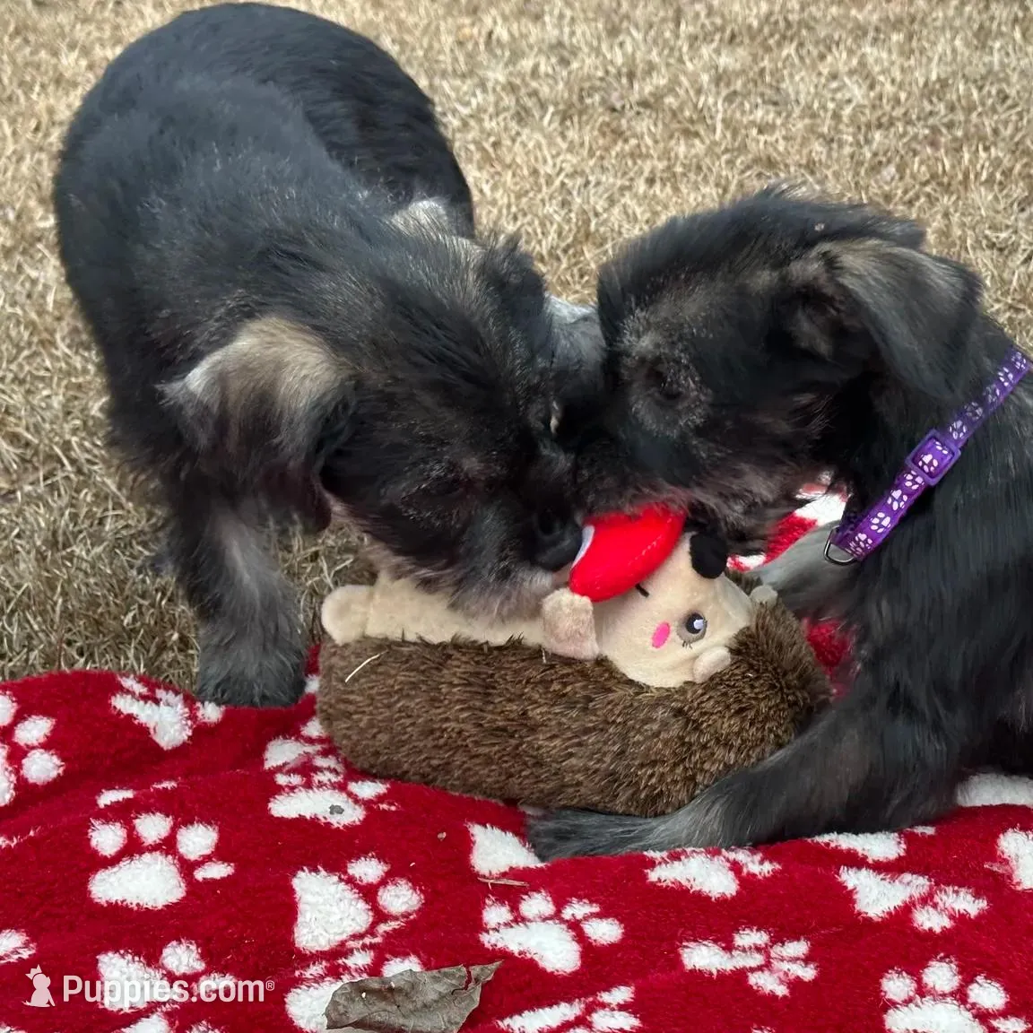 Ruby, a female Standard Schnauzer for sale in Statesboro, GA – Photo 8 of 10