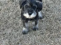 Ruby, a female Standard Schnauzer for sale in Statesboro, GA – Photo 3 of 10