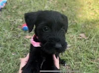 Millie, a female Standard Schnauzer for sale in Brooklet, GA – Photo 3 of 3