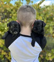 Millie, a female Standard Schnauzer for sale in Brooklet, GA – Photo 2 of 3