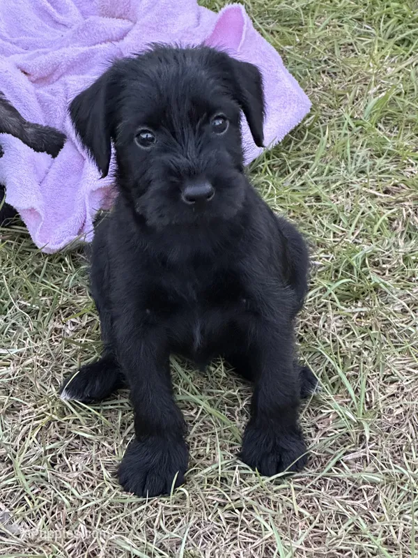 Millie – Standard Schnauzer puppy for sale in Brooklet, GA