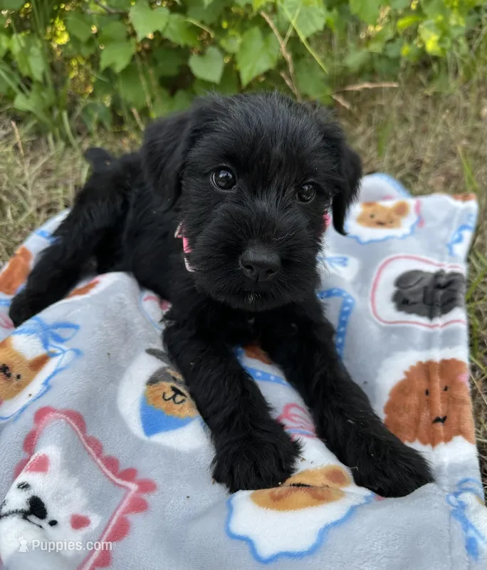 Millie – Standard Schnauzer puppy for sale in Brooklet, GA