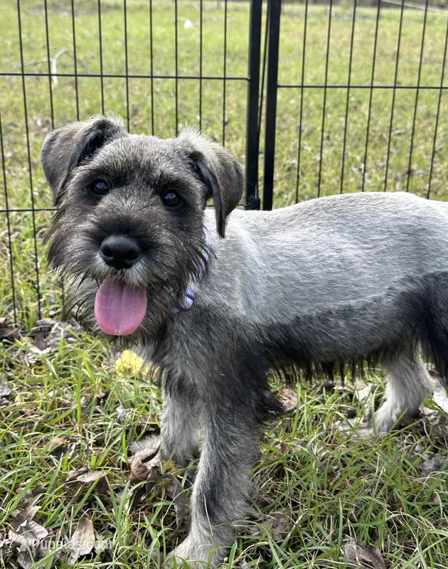 violet – Standard Schnauzer puppy for sale in Brooklet, GA