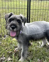 violet, a female Standard Schnauzer for sale in Brooklet, GA – Photo 1 of 8