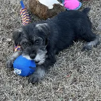 violet, a female Standard Schnauzer for sale in Statesboro, GA – Photo 2 of 5
