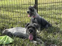 violet, a female Standard Schnauzer for sale in Brooklet, GA – Photo 3 of 8