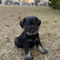 violet, a female Standard Schnauzer for sale in Statesboro, GA – Photo 5 of 5