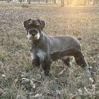 violet, a female Standard Schnauzer for sale in Statesboro, GA – Photo 3 of 5