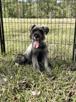 violet, a female Standard Schnauzer for sale in Brooklet, GA – Photo 2 of 8