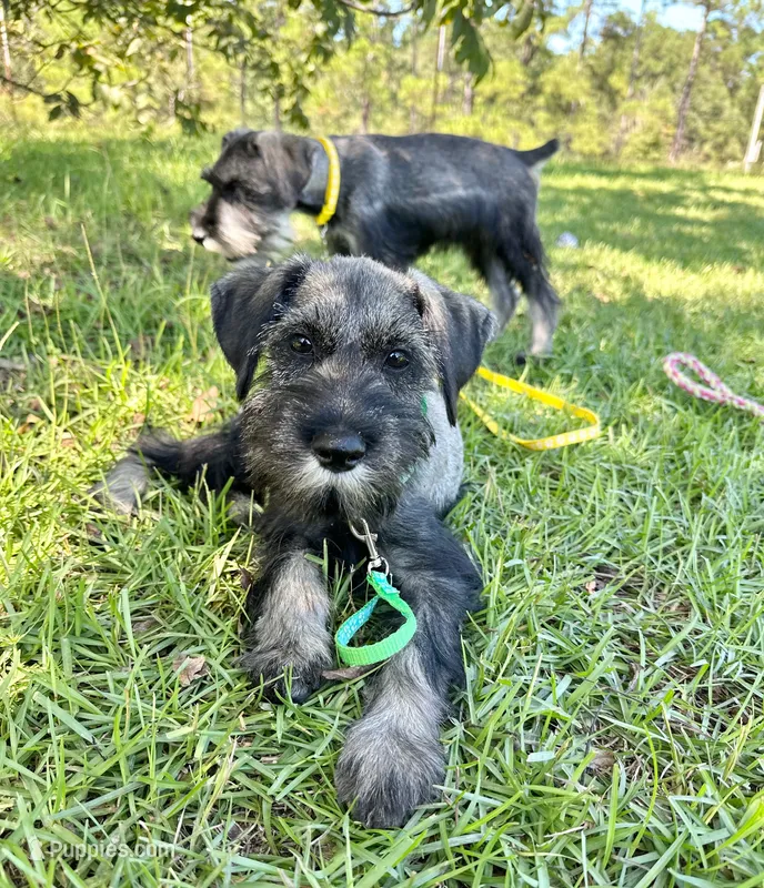 otto – Standard Schnauzer puppy for sale in Brooklet, GA