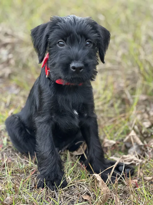 Rufus – Standard Schnauzer puppy for sale in Brooklet, GA