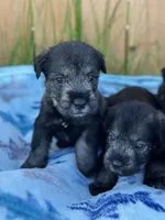 Benny, a male Standard Schnauzer for sale in Brooklet, GA – 4 of 4