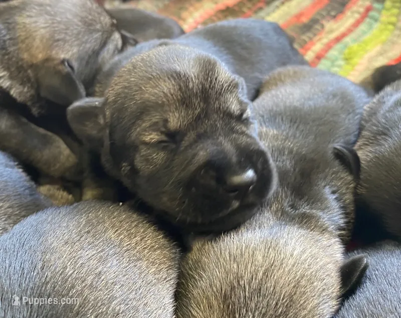 otto – Standard Schnauzer puppy for sale in Brooklet, GA