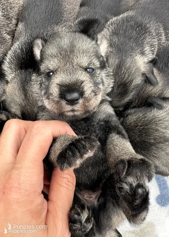 Otto – Standard Schnauzer puppy for sale in Brooklet, GA