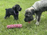 sunny, a female Standard Schnauzer for sale in Brooklet, GA – 4 of 6