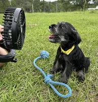 Ranger, a male Standard Schnauzer for sale in Brooklet, GA – 2 of 5