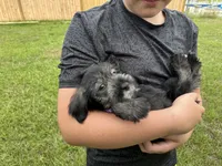 gretta, a female Standard Schnauzer for sale in Brooklet, GA – 4 of 4