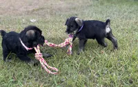 Millie, a female Standard Schnauzer for sale in Brooklet, GA – 4 of 4