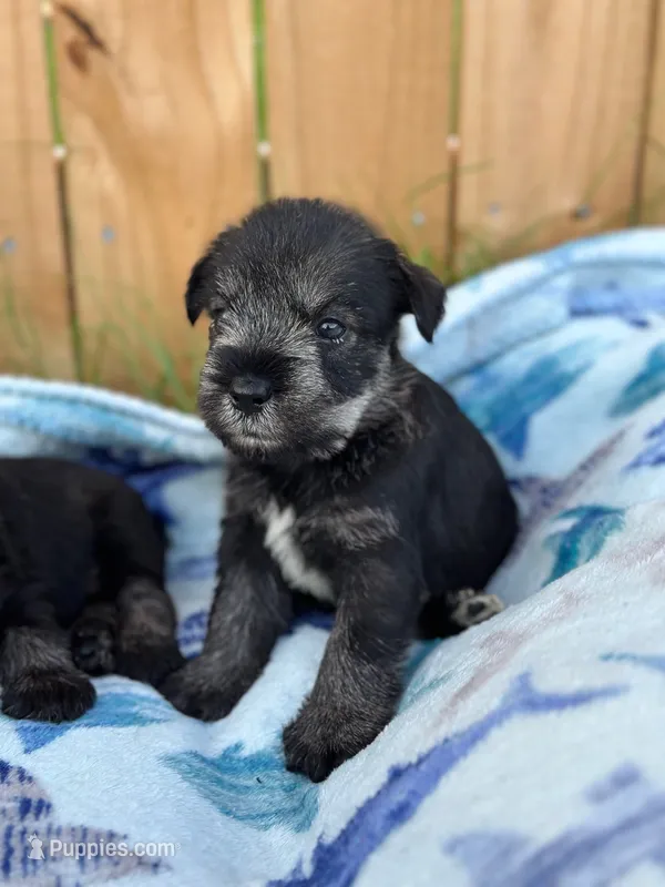 Benny – Standard Schnauzer puppy for sale in Brooklet, GA