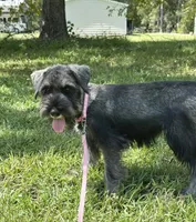 gretta, a female Standard Schnauzer for sale in Brooklet, GA – 3 of 9
