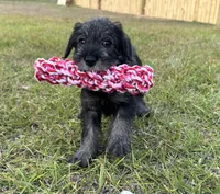 Millie, a female Standard Schnauzer for sale in Brooklet, GA – 3 of 4