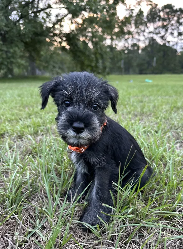 otto – Standard Schnauzer puppy for sale in Brooklet, GA