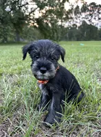 otto, a male Standard Schnauzer for sale in Brooklet, GA – 1 of 10