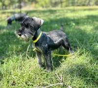 Ranger, a male Standard Schnauzer for sale in Brooklet, GA – 8 of 10