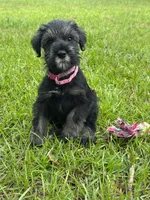 gretta, a female Standard Schnauzer for sale in Brooklet, GA – 1 of 4