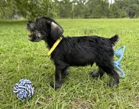 Ranger, a male Standard Schnauzer for sale in Brooklet, GA – 3 of 5