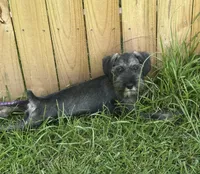 sunny, a female Standard Schnauzer for sale in Brooklet, GA – 5 of 9
