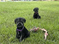 sunny, a female Standard Schnauzer for sale in Brooklet, GA – 5 of 6