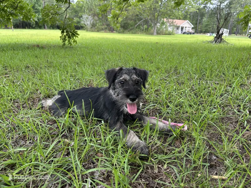 mabel – Standard Schnauzer puppy for sale in Brooklet, GA