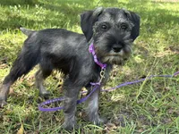 sunny, a female Standard Schnauzer for sale in Brooklet, GA – 2 of 9