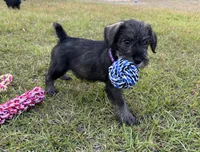 Millie, a female Standard Schnauzer for sale in Brooklet, GA – 2 of 4