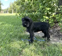 Ranger, a male Standard Schnauzer for sale in Brooklet, GA – 4 of 5