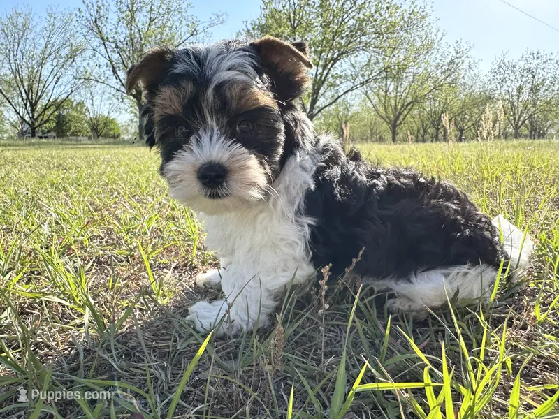 Baxter – Biewer puppy for sale in Brooklet, GA