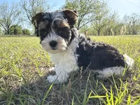 Baxter, a male Biewer for sale in Brooklet, GA – 4 of 4
