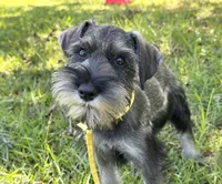 Ranger, a male Standard Schnauzer for sale in Brooklet, GA – 7 of 10