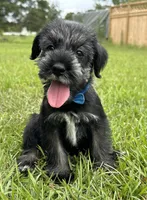 Benny, a male Standard Schnauzer for sale in Brooklet, GA – 1 of 6