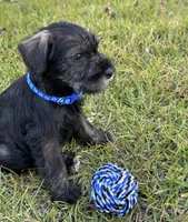 lola, a female Standard Schnauzer for sale in Brooklet, GA – 2 of 4
