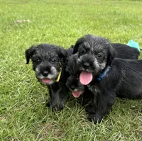 otto, a male Standard Schnauzer for sale in Brooklet, GA – 3 of 10