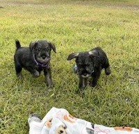 lola, a female Standard Schnauzer for sale in Brooklet, GA – 4 of 4
