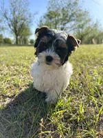 Baxter, a male Biewer for sale in Brooklet, GA – 3 of 4