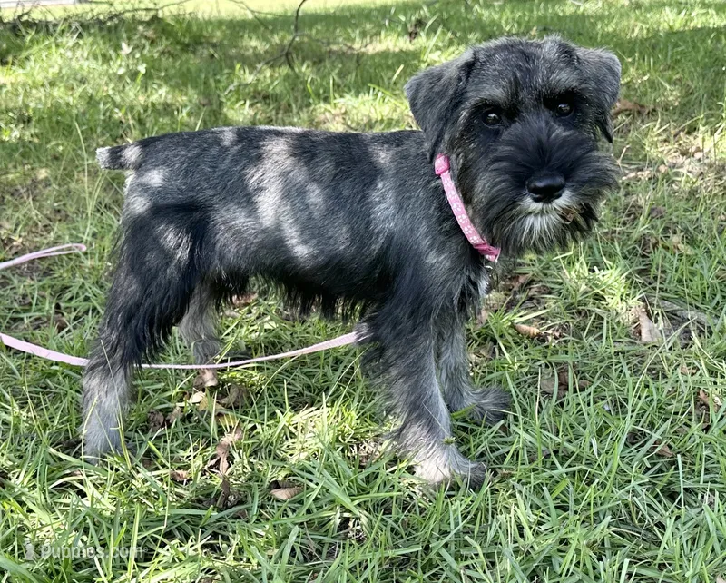 gretta – Standard Schnauzer puppy for sale in Brooklet, GA