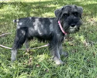 gretta, a female Standard Schnauzer for sale in Brooklet, GA – 1 of 9