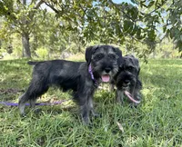 sunny, a female Standard Schnauzer for sale in Brooklet, GA – 3 of 9