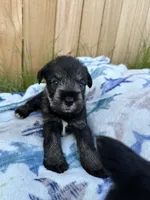 Benny, a male Standard Schnauzer for sale in Brooklet, GA – 3 of 4