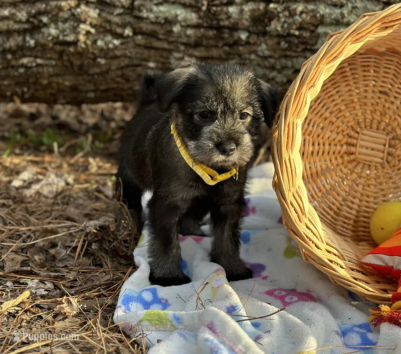 sunny – Standard Schnauzer puppy for sale in Brooklet, GA